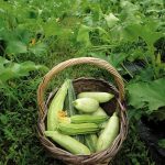 Daily production of fresh young zucchinis and zucchini flowers from our garden at Chortiatis, to be served at Rediviva